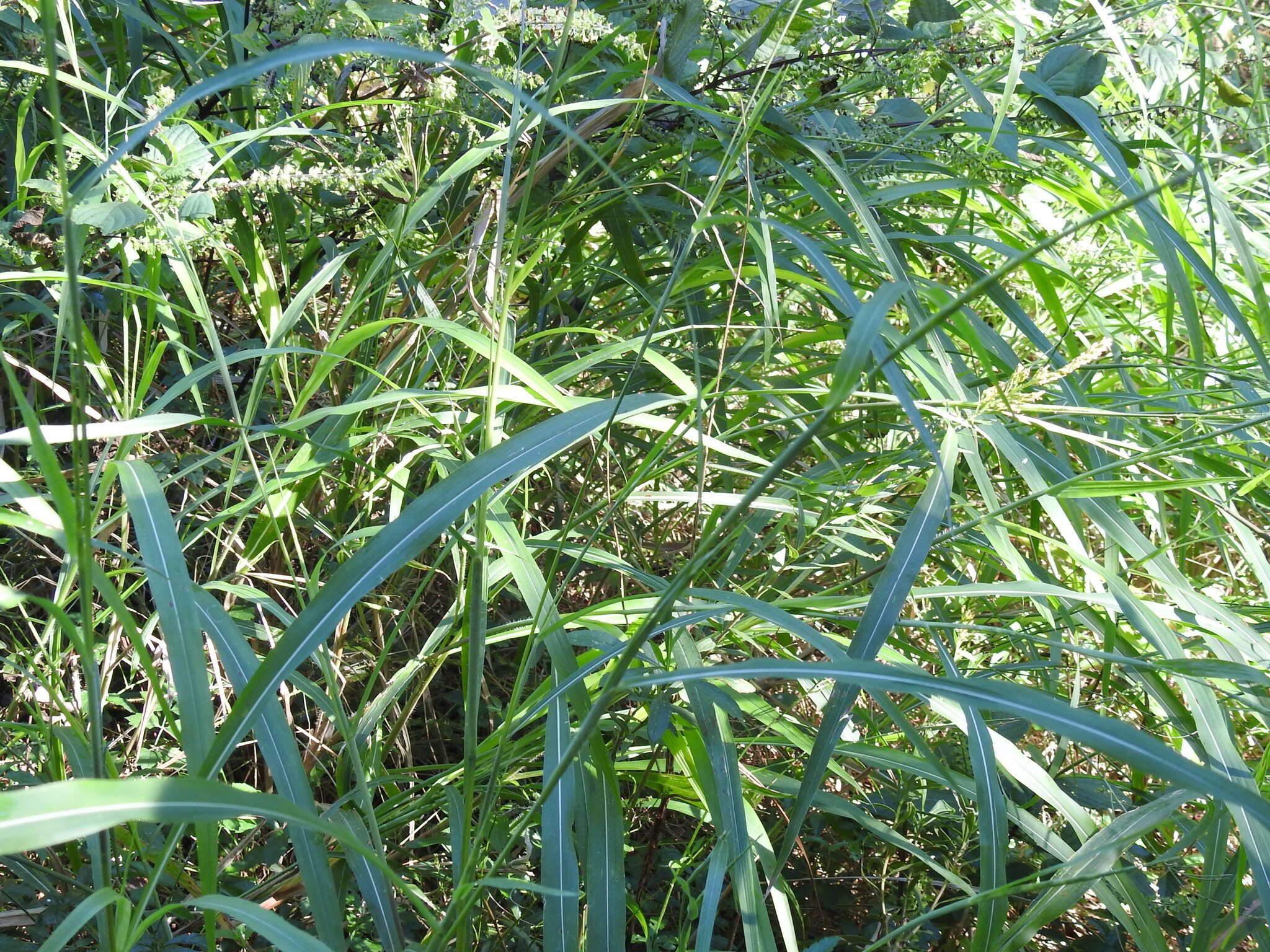 Image of itchgrass