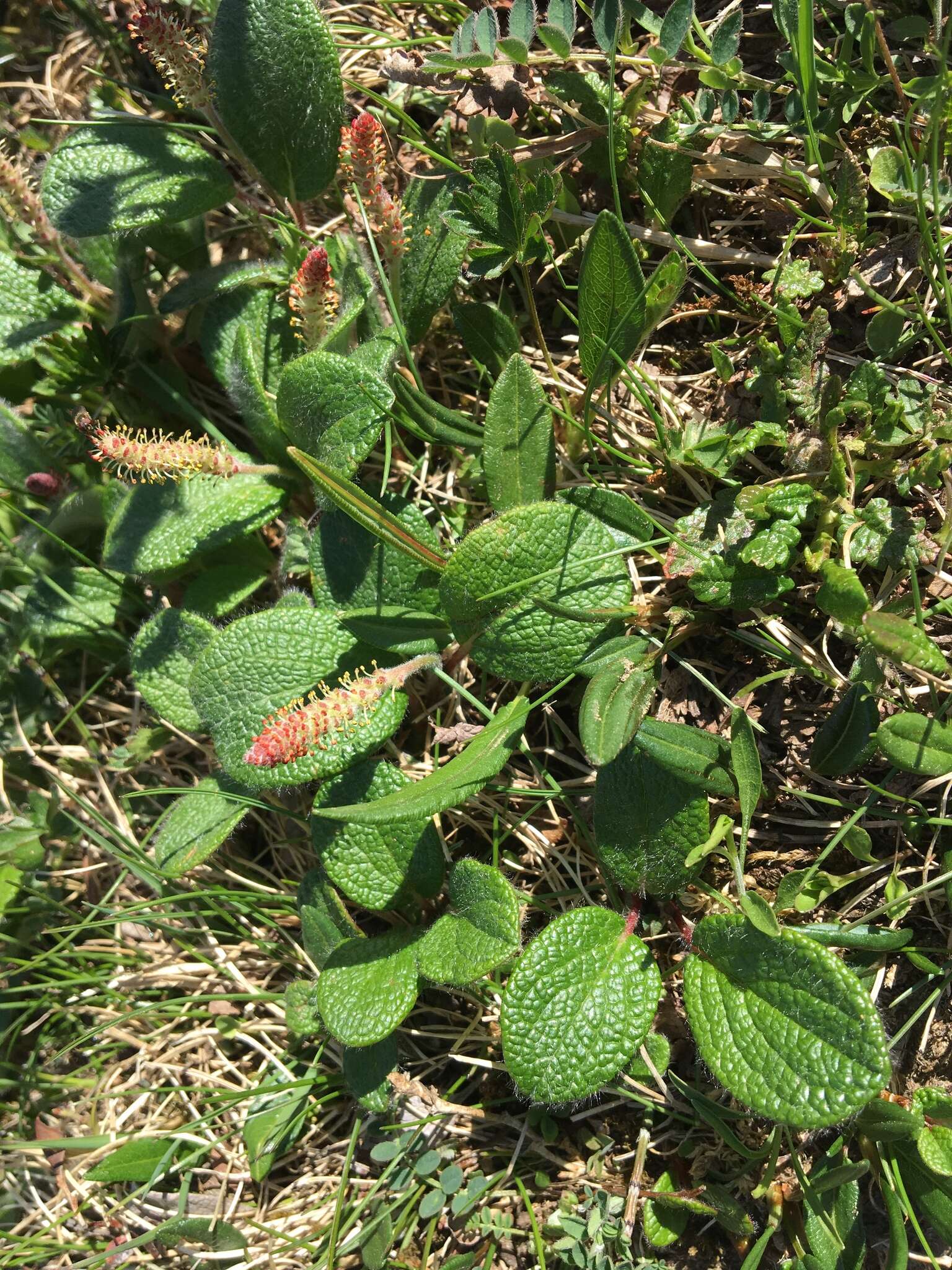 Image of netleaf willow