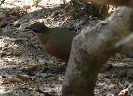 Image of Coquerel's Coua