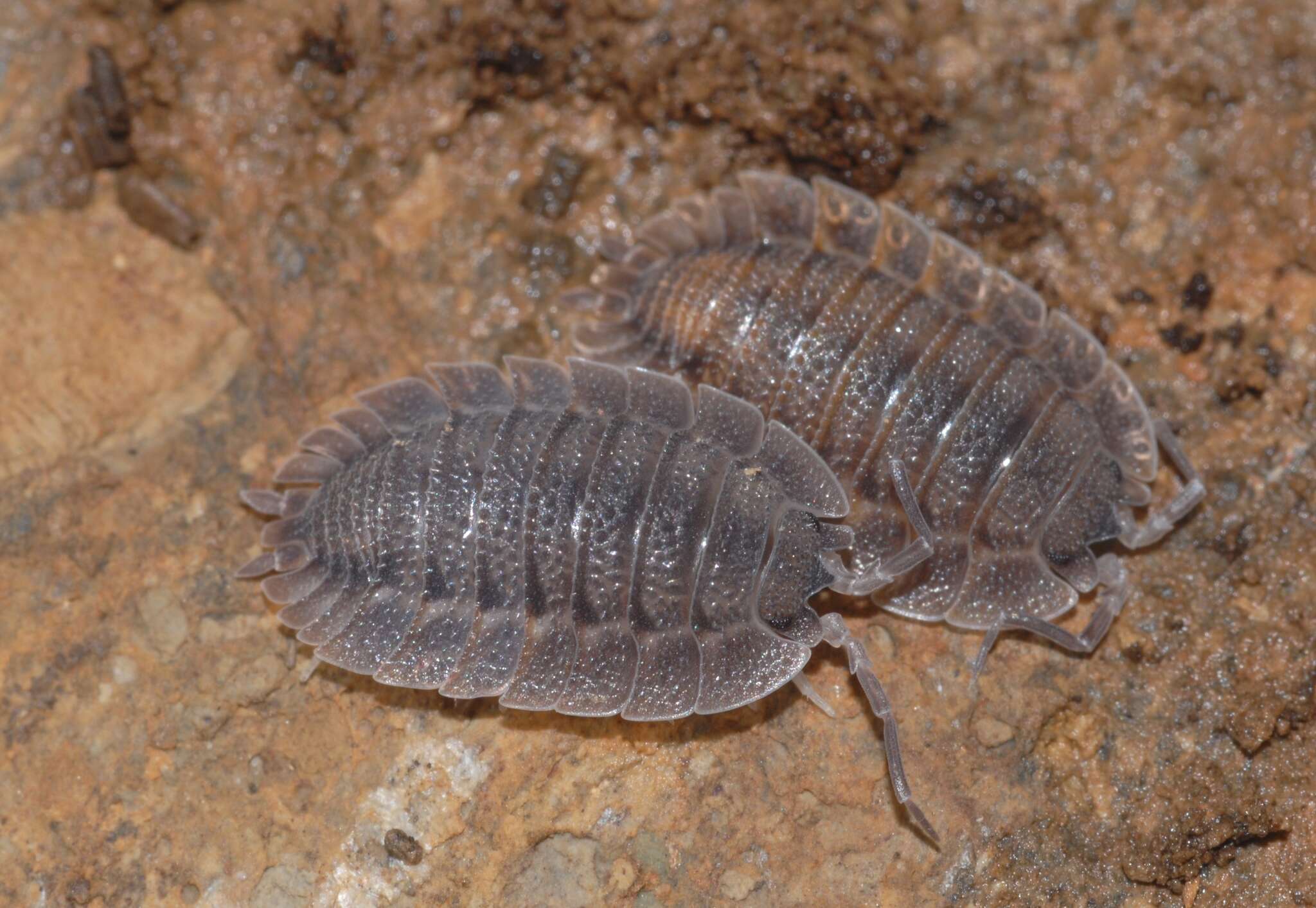 Image of Porcellio spatulatus Costa 1882