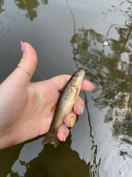 Image of Bluehead Chub