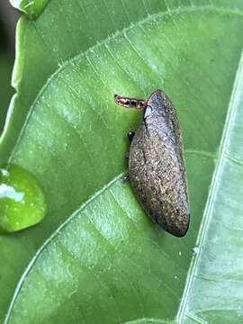 Image of Plinia ampla (Walker 1851)