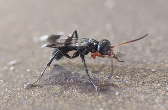 صورة Dipogon calipterus nubifer (Cresson 1869)