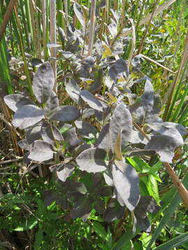 Слика од Lonicera oblongifolia (Goldie) Hook.