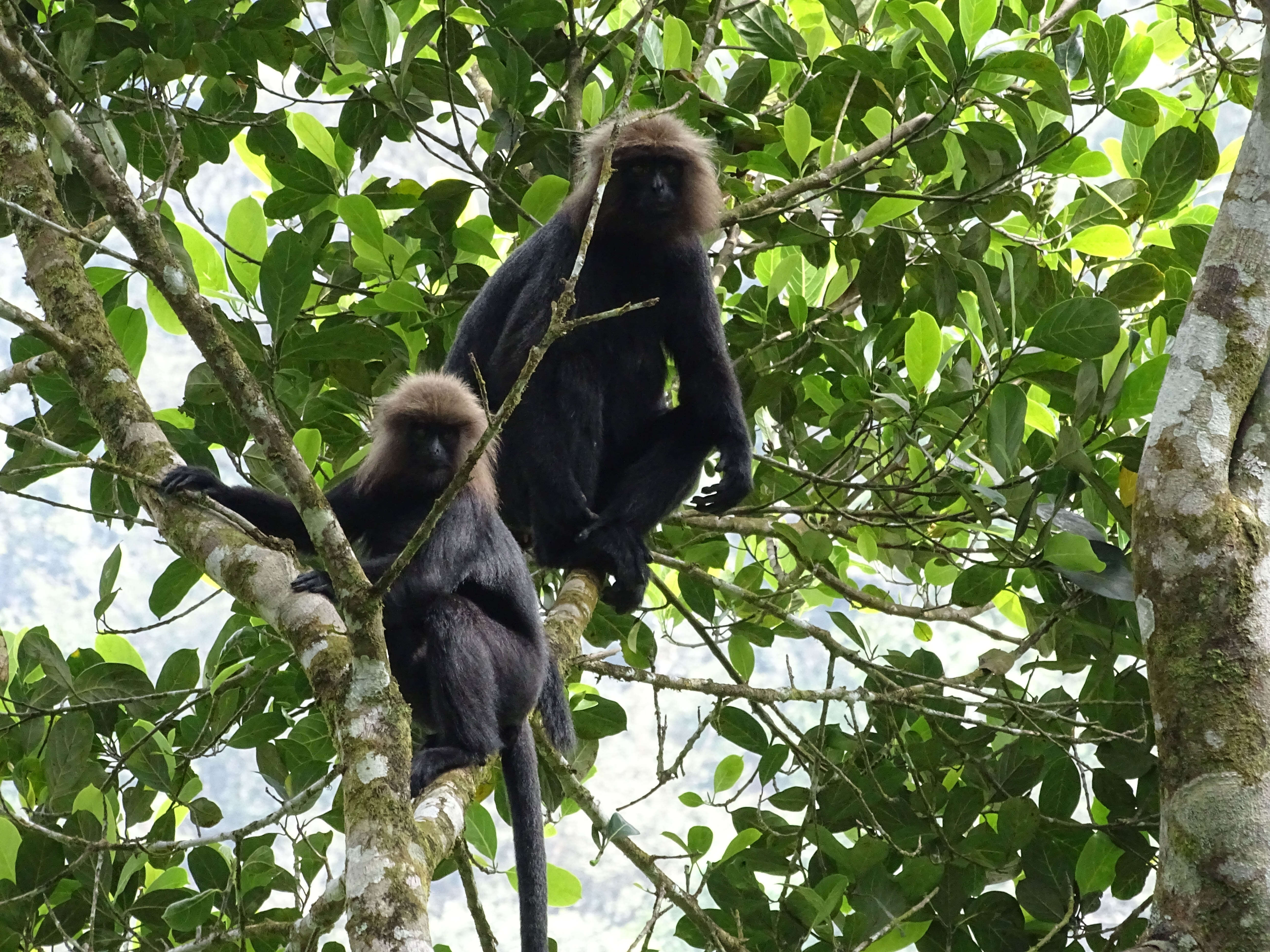 Image of Black Leaf Monkey