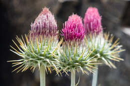 Image of cobwebby thistle