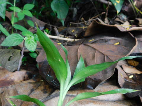 Image of Dracaena sanderiana Mast.