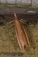 Image of Scarce Water-veneer