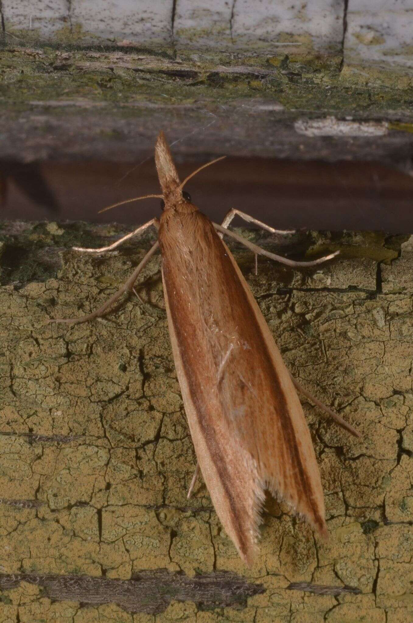 Image of Scarce Water-veneer