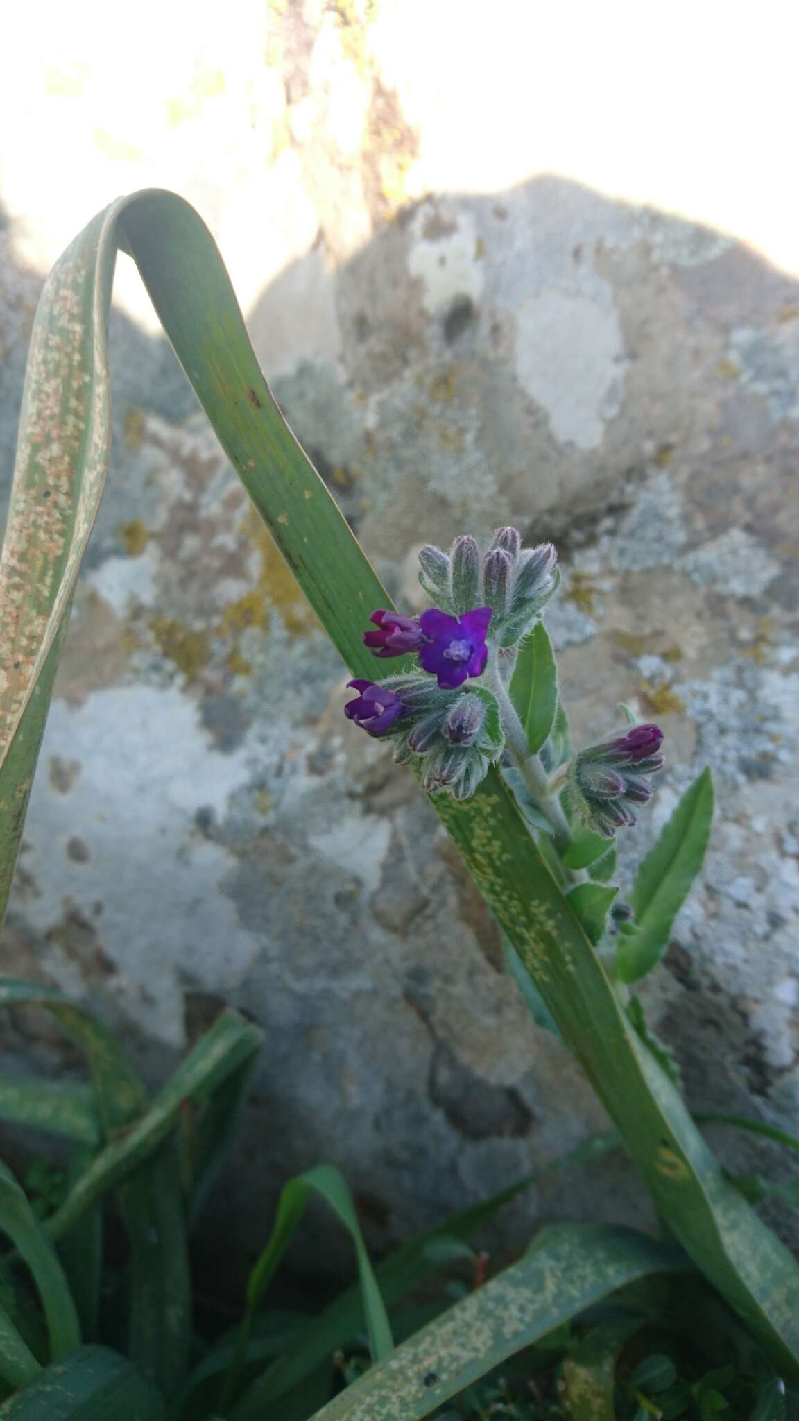 Image of Anchusa undulata L.