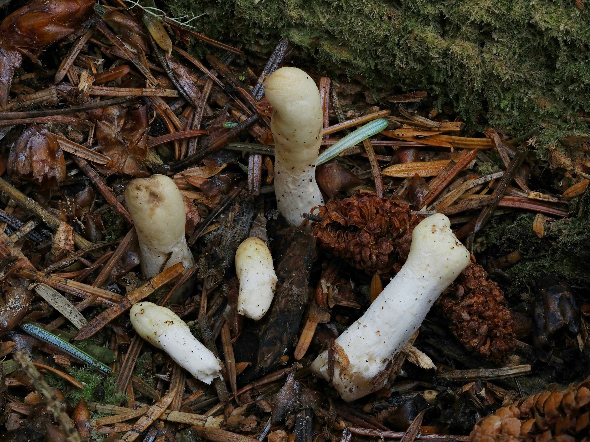 Image of Trichoderma leucopus Jaklitsch 2011