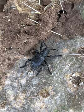 Image of Long-horned beetle