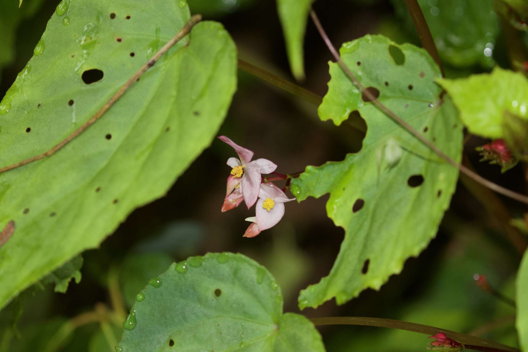 Image of Begonia rubella Buch.-Ham. ex D. Don