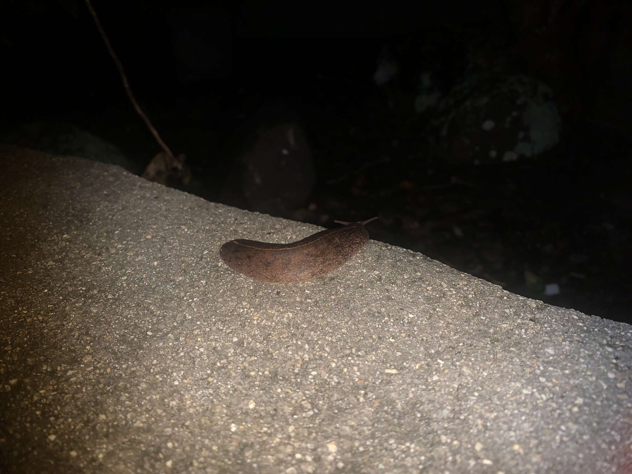 Image of Cuban slug