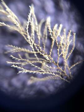 Image of sea cypress hydroid