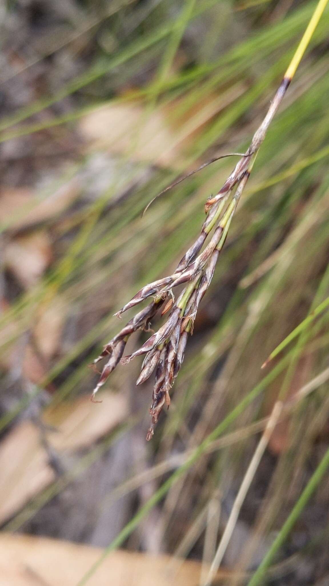 Image of Lepidosperma semiteres Boeckeler