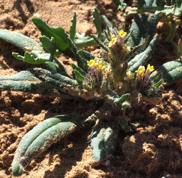 Arnebia decumbens (Vent.) Coss. & Kral.的圖片