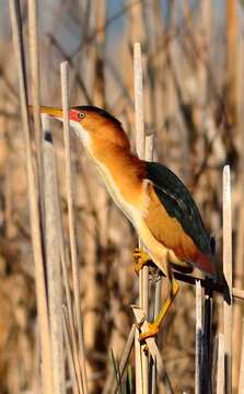 Image of Least Bittern