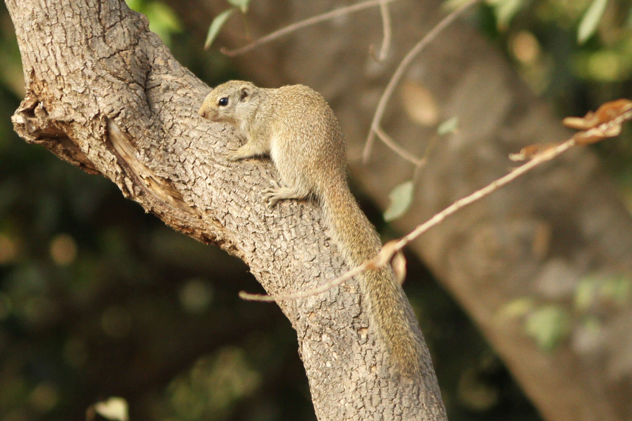 Image of Gambian Sun Squirrel