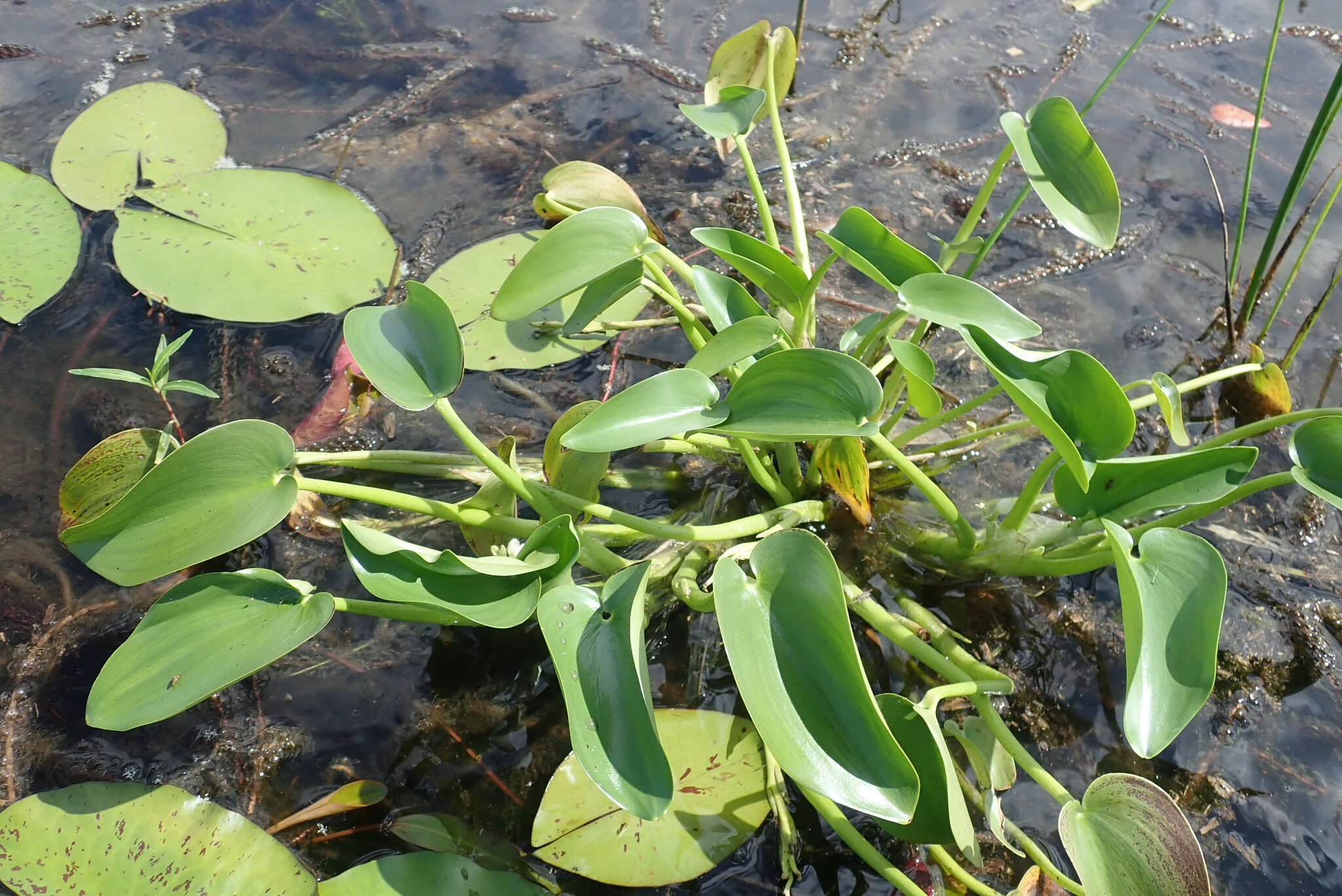 Image of Heteranthera callifolia Rchb. ex Kunth