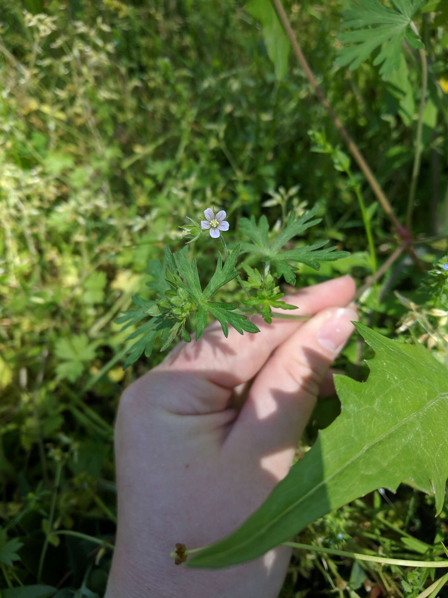 Geranium carolinianum L. resmi