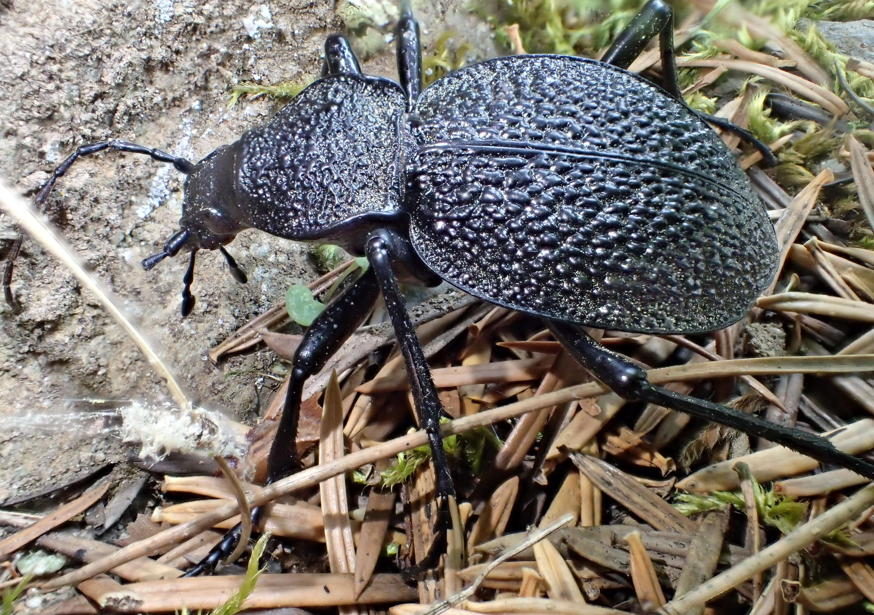 Image of Carabus (Procerus) gigas Creutzer 1799