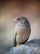 Image of Grey-necked Bunting