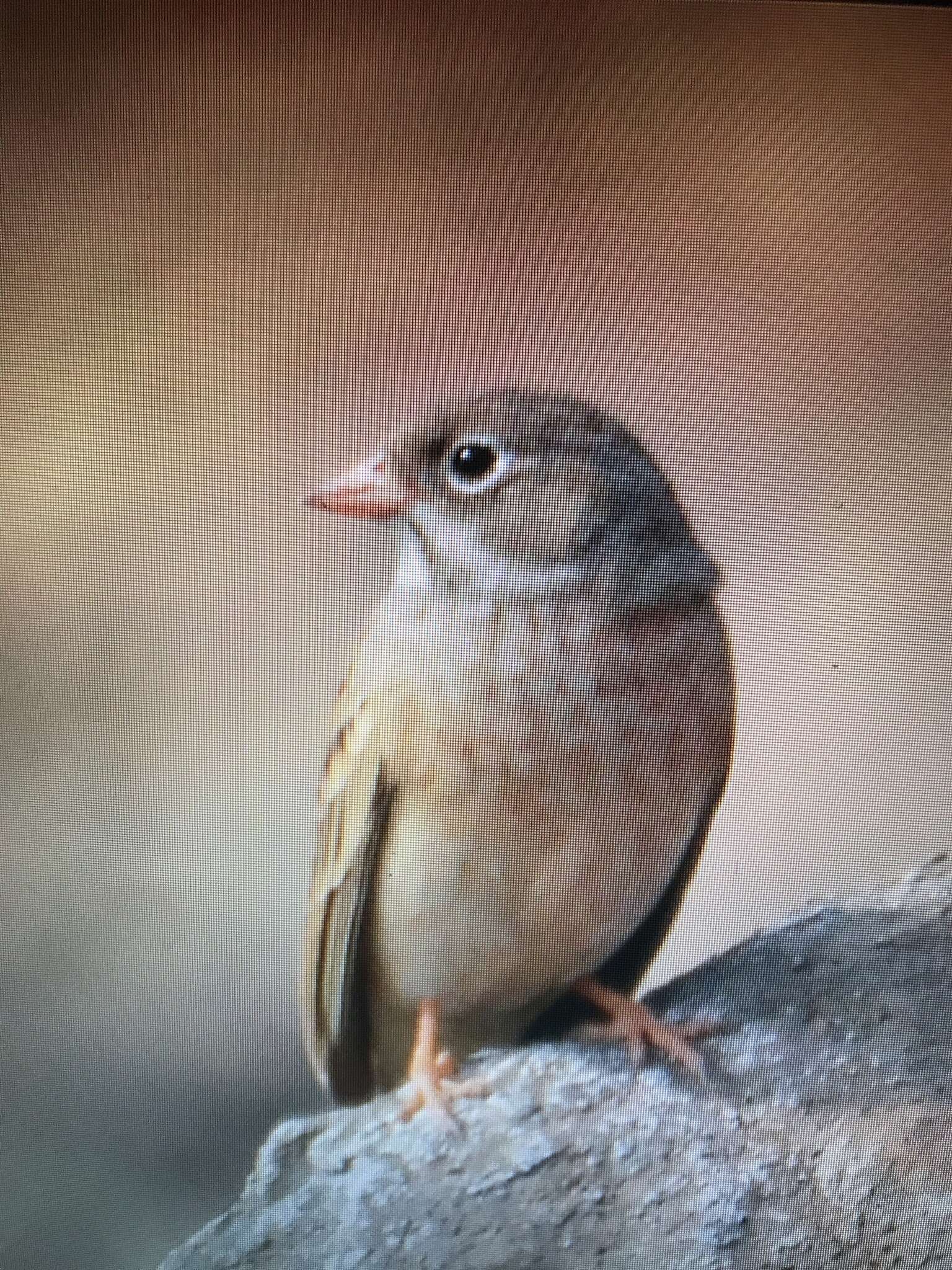 Слика од Emberiza buchanani Blyth 1845