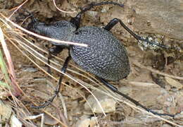 Image of Carabus (Procerus) gigas Creutzer 1799