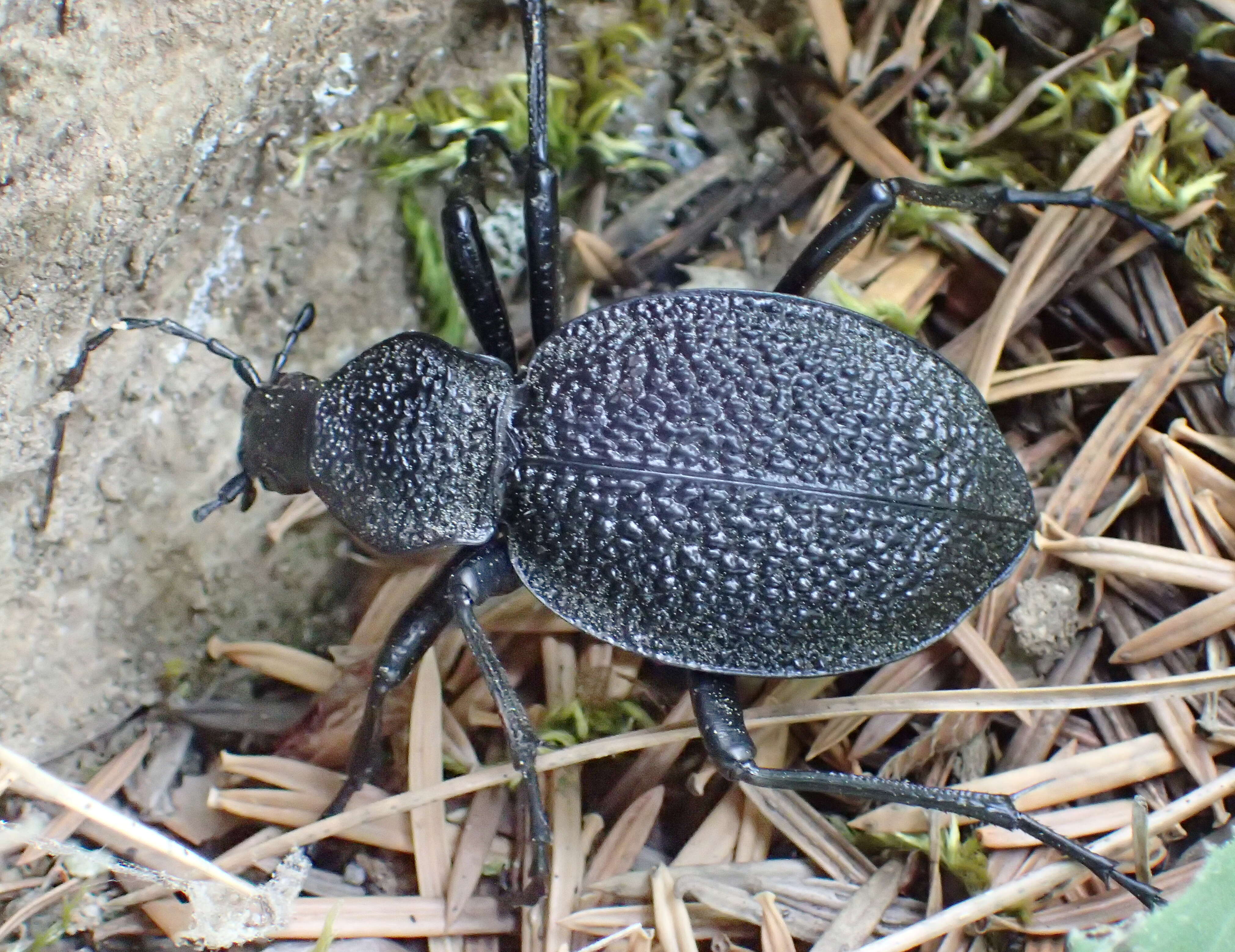 Image of Carabus (Procerus) gigas Creutzer 1799