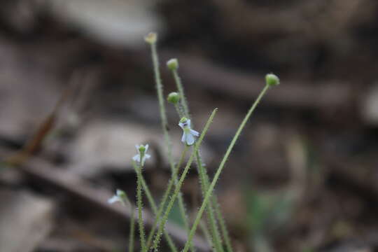 Image of Pinguicula crenatiloba DC.