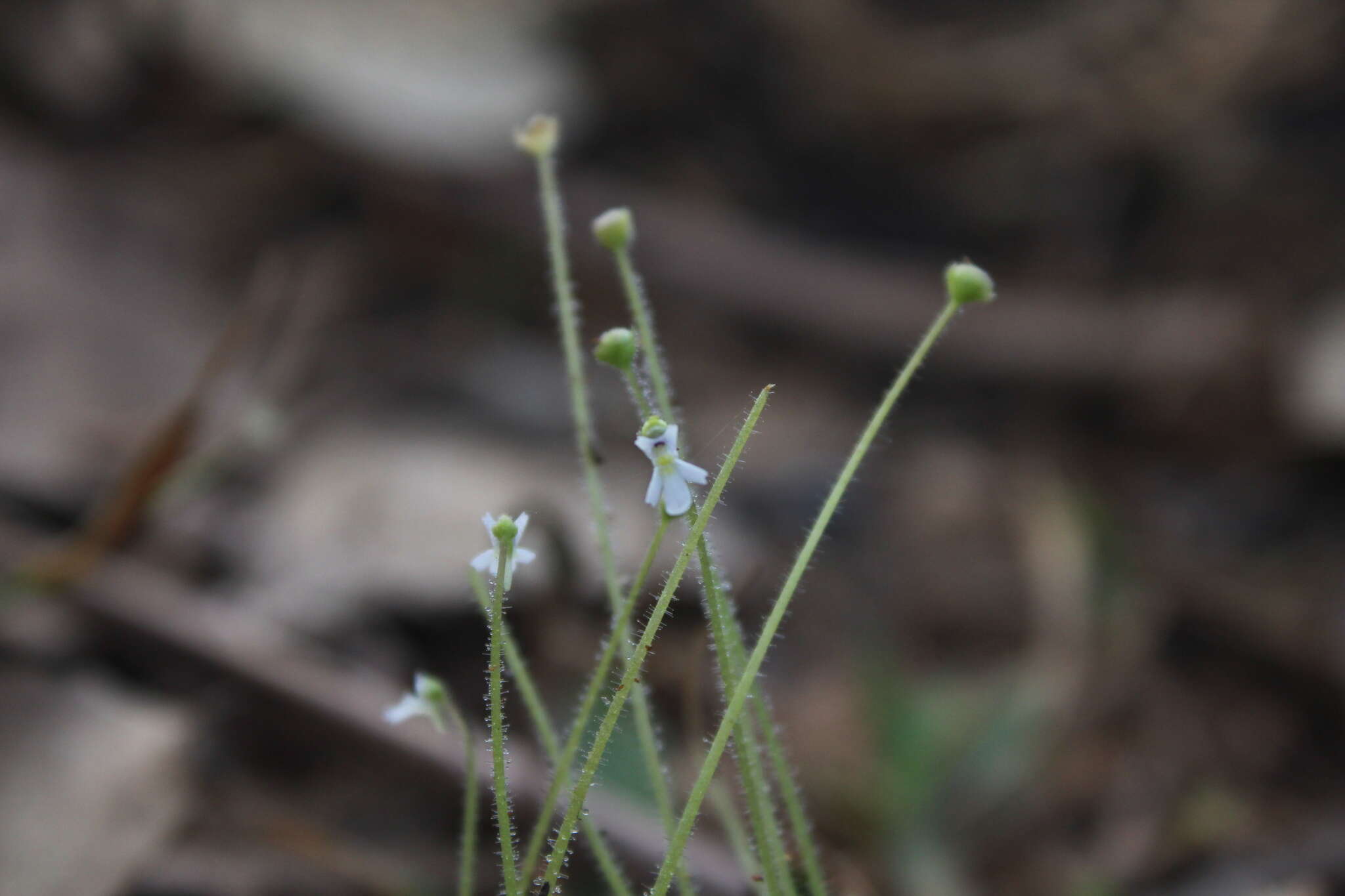 Image of Pinguicula crenatiloba DC.