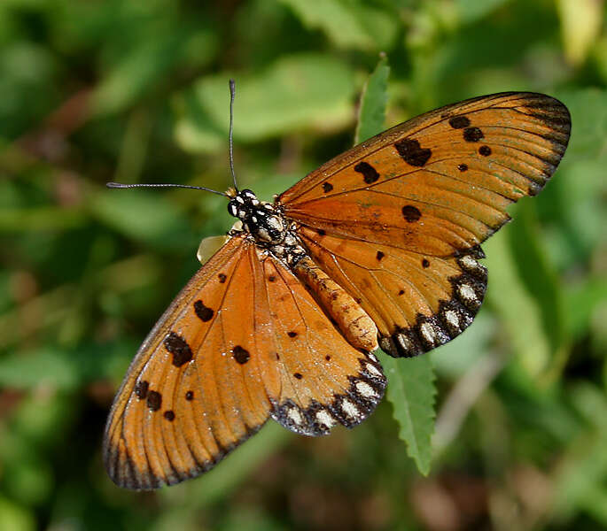 Image of Acraea terpsicore