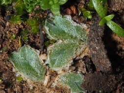 Image of Riccia lamellosa Raddi