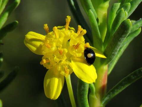 Imagem de Euryops nodosus B. Nordenst.