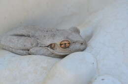 Image of Cuban Treefrog