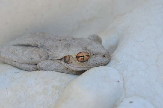 Image of Cuban Treefrog