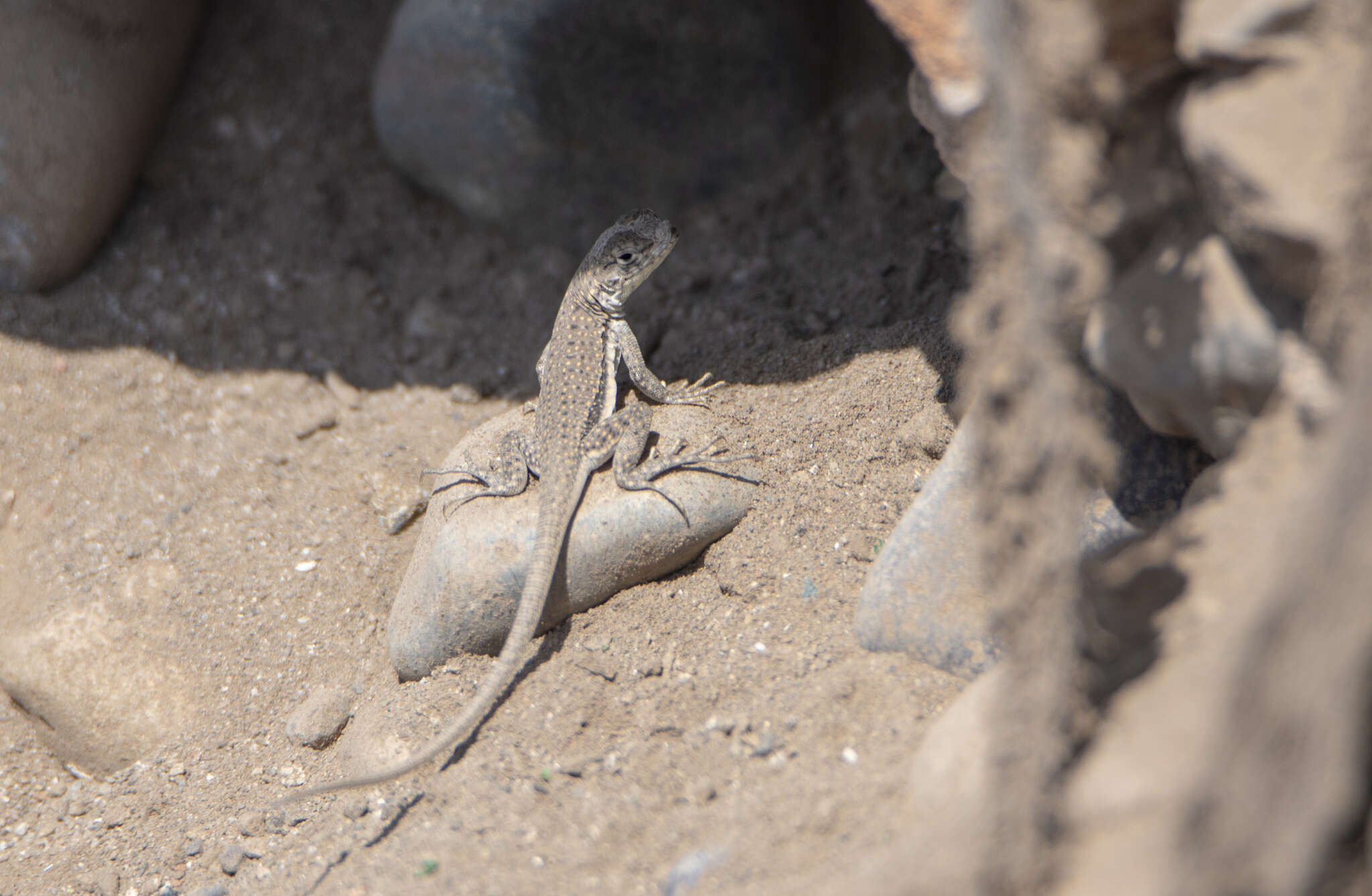 Image of Tschudi's Pacific Iguana