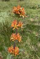 Image of Gentiana lutea subsp. aurantiaca M. Laínz