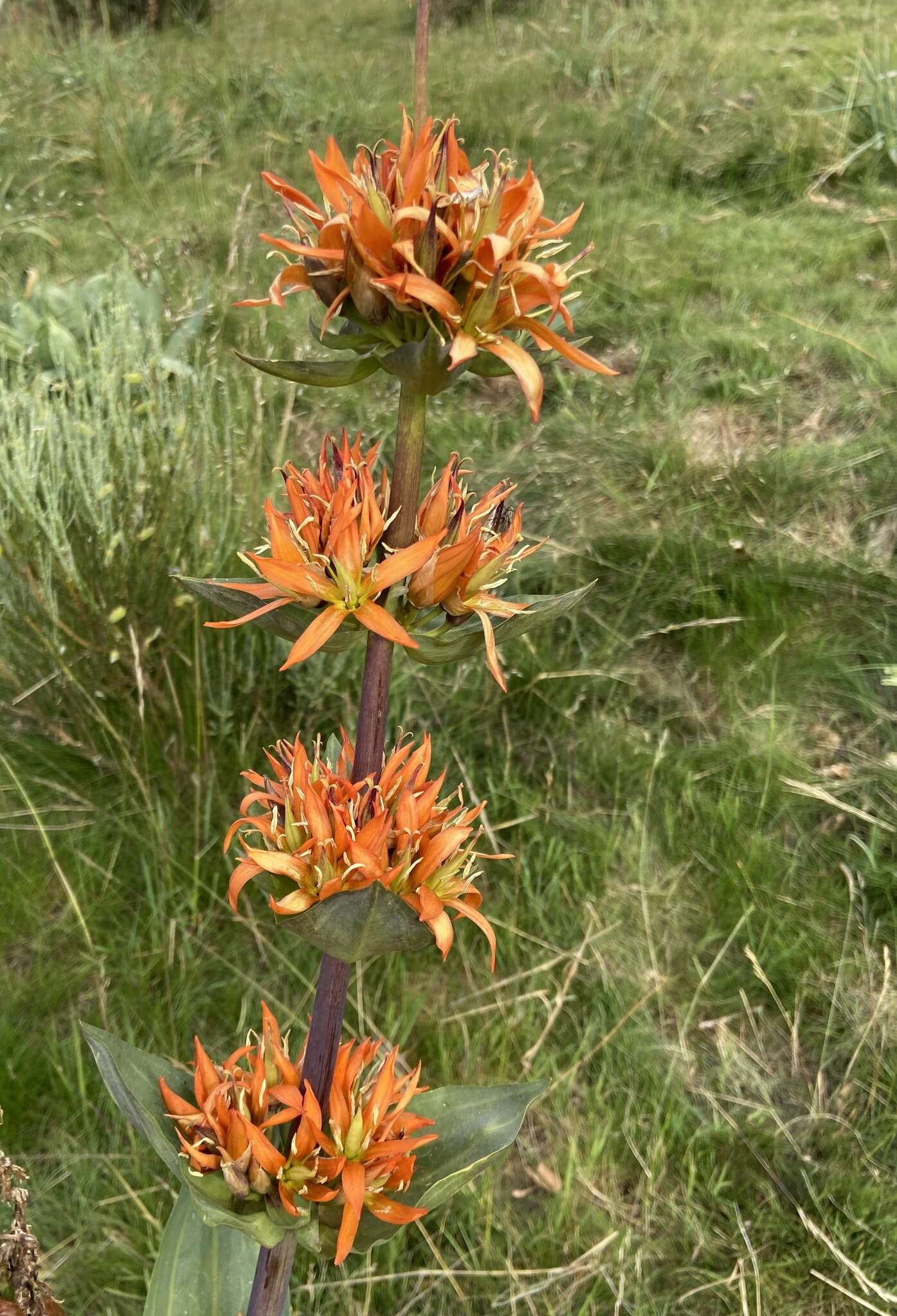 Image of Gentiana lutea subsp. aurantiaca M. Laínz