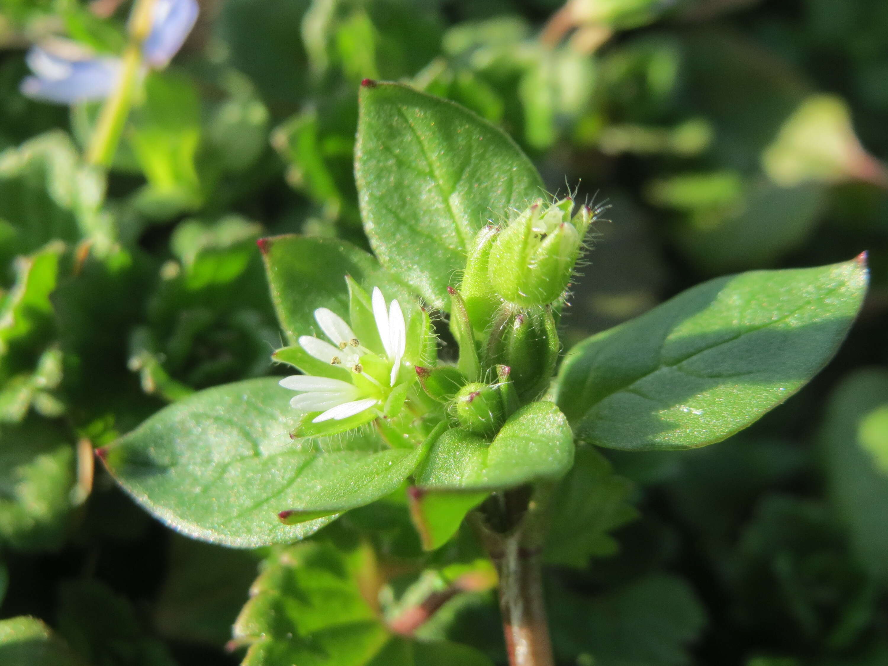 Image of common chickweed