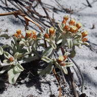 Слика од Helichrysum tinctum (Thunb.) Hilliard & Burtt