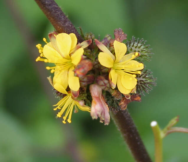 Image of diamond burbark