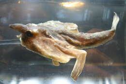 Image of Batfish