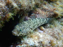 Image of Rock Goby