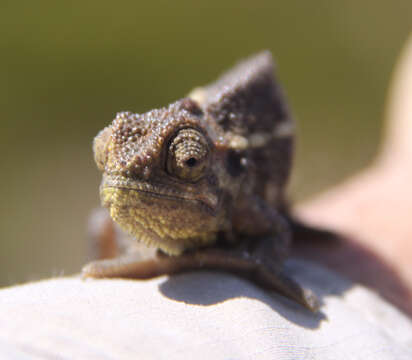 Imagem de Trioceros bitaeniatus (Fischer 1884)