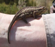 Image de Caméléon à deux bandes