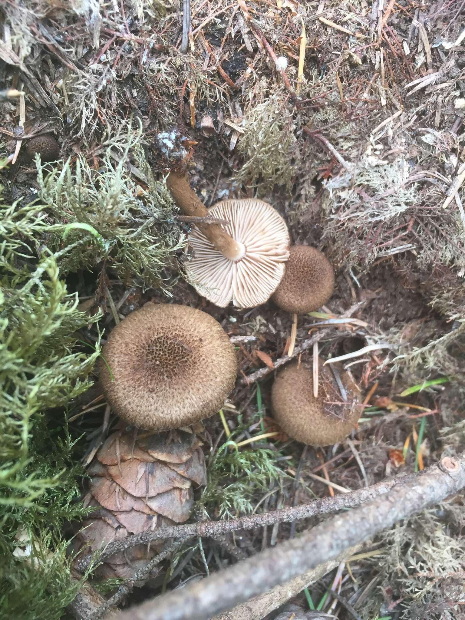 Inocybe lanuginosa (Bull.) P. Kumm. 1871 resmi