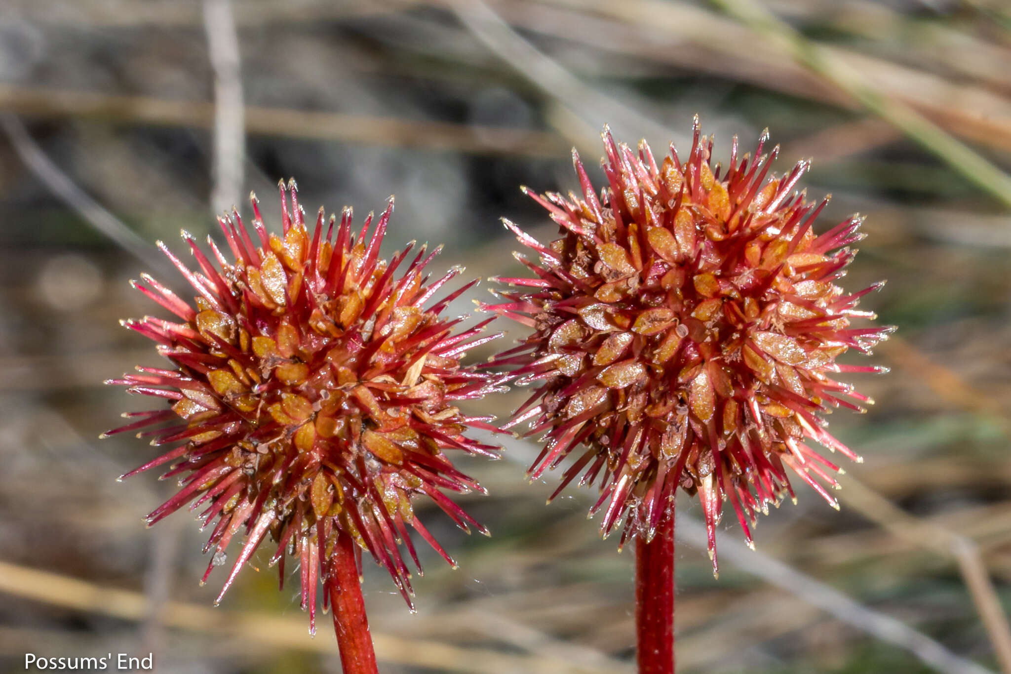 Image of Acaena saccaticupula Bitter