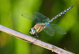 Image of Migrant Hawker